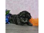 Shih-Poo Puppy for sale in West Plains, MO, USA