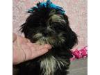 Shih-Poo Puppy for sale in West Plains, MO, USA