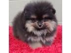 Pomeranian Puppy for sale in San Luis Obispo, CA, USA