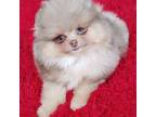 Pomeranian Puppy for sale in San Luis Obispo, CA, USA