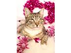 Adopt Aspen a Domestic Short Hair