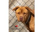 Adopt Hunney a Retriever, Labrador Retriever