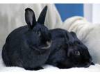 Adopt Dez / Zece a Bunny Rabbit