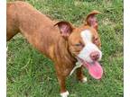 Adopt Tabitha a Pit Bull Terrier, Mixed Breed
