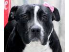 Adopt Valerie a American Staffordshire Terrier