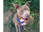 Adopt DOVE* a Pit Bull Terrier, Mixed Breed