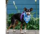 Adopt Sparkles a Miniature Pinscher