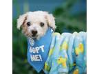 Adopt Cookies a Poodle