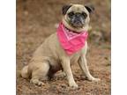 Adopt Darling a Pug