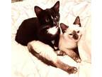 Adopt Marzipan and Macaroon a Siamese, Tuxedo