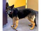 Adopt LULA a German Shepherd Dog