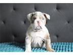 Bulldog Puppy for sale in Fort Worth, TX, USA