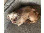 Adopt Sandy a Shih Tzu