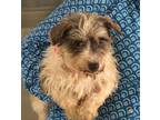 Adopt Lena a Miniature Schnauzer