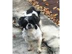 Adopt Sally a Shih Tzu