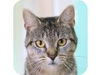 Adopt Tee Tee 33001-c a Brown or Chocolate Domestic Shorthair / Domestic