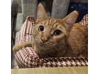 Adopt BERT a Orange or Red Tabby Domestic Shorthair (short coat) cat in Diamond