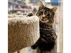 Adopt ERNIE a Brown Tabby Domestic Mediumhair (medium coat) cat in Diamond Bar
