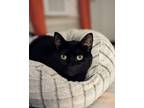 Adopt Ethel a Domestic Shorthair cat in Burlington, VT (38242569)