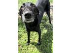Adopt CASSIDY a Black Mixed Breed (Large) / Mixed dog in Fernandina Beach