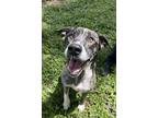 Adopt DENNISON a Tan/Yellow/Fawn Mixed Breed (Large) / Mixed dog in Fernandina