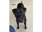 Adopt Darcy a Labrador Retriever