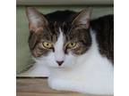 Adopt Deja a Domestic Short Hair