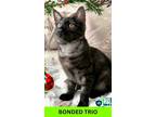 Adopt Crystal a All Black Domestic Shorthair / Domestic Shorthair / Mixed cat in