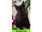 Adopt McHenry a All Black Domestic Shorthair / Domestic Shorthair / Mixed cat in