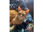 Adopt Monkey a Orange or Red Domestic Shorthair / Mixed (short coat) cat in