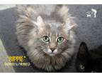 Adopt Bippie (Bonded w/Hobbes) a Gray or Blue American Curl (medium coat) cat in