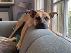 Adopt Jackal a Tan/Yellow/Fawn Mixed Breed (Large) / Mixed dog in Kansas City