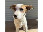 Adopt Mikey a Australian Shepherd, Australian Cattle Dog / Blue Heeler