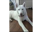 Adopt Talia a White Husky / Mixed dog in Redlands, CA (38190032)