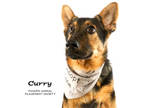 Adopt Curry (851) a Black German Shepherd Dog / Mixed dog in Yucaipa