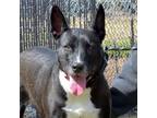 Adopt RAVEN a German Shepherd Dog, Mixed Breed