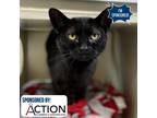 Adopt Ongo a All Black Domestic Shorthair / Mixed cat in Great Falls