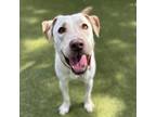 Adopt Thunder a White - with Tan, Yellow or Fawn Mixed Breed (Medium) / Mixed