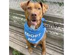 Adopt Starsky 23413 a Mixed Breed (Large) / Mixed dog in Escanaba, MI (38177136)