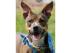 Adopt Mindy a Brown/Chocolate Mixed Breed (Large) / Mixed dog in Winchester