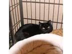 Adopt Tiny Tuna a All Black Domestic Shorthair / Mixed cat in Sand Springs