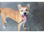 Adopt Ernest a Red/Golden/Orange/Chestnut Mixed Breed (Large) / Mixed dog in