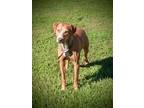 Adopt Wrangler a Mixed Breed (Medium) / Mixed dog in Ocala, FL (38188141)