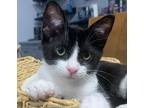 Adopt Skippy a Black & White or Tuxedo Domestic Shorthair (short coat) cat in