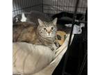 Adopt Suzy a American Bobtail