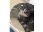 Adopt Samwise a Gray, Blue or Silver Tabby Domestic Shorthair (short coat) cat