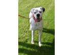 Adopt Bobi - Permanent Foster a White Boxer / Mixed dog in Austin, TX (38198637)