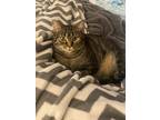 Adopt Giratina (IN FOSTER) a Brown or Chocolate Domestic Shorthair / Domestic