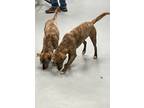 Adopt Punkin & Alice a Plott Hound