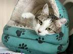 Adopt Whiskers a White Domestic Shorthair / Domestic Shorthair / Mixed cat in